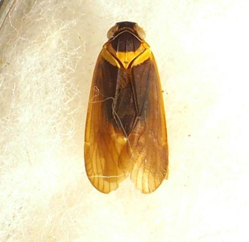 Réf. 342 247 : Plectoderes collaris